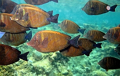 IMG_1002rfn_Maldives_Madoogali_House reef_Poissons chirurgiens voile_Zebrasoma veliferum